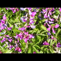 Lathyrus Vernus (fam. Fabacees) (Asie occidentale, Europe) (11)